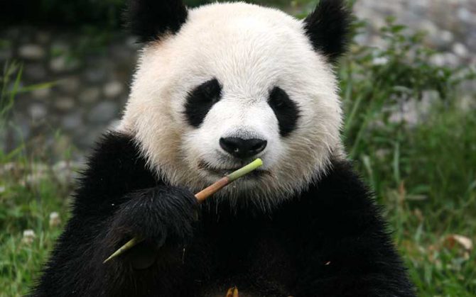 Oso Panda.