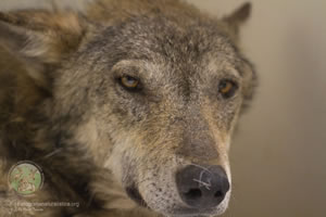 El lobo Navarre. El lobo Navarre.