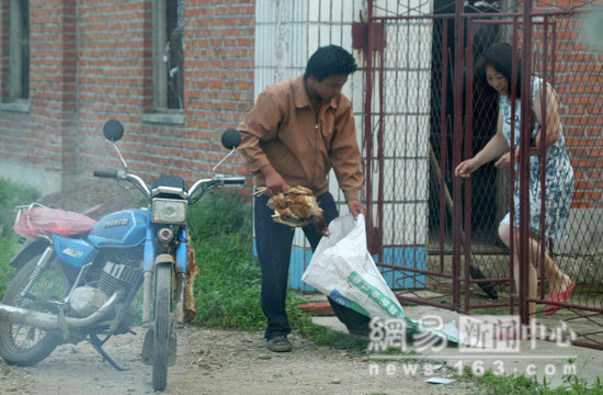 Un empleado recoge un pollo muerto de una casa china. Su destino: el mercado occidental.