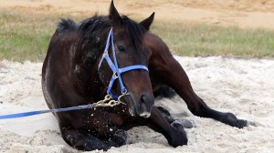 La yegua 'Blackman'.