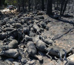 Ganado chamuscado. Ganado chamuscado.