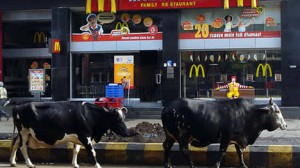 Unas vacas pasan por la entrada de un local de McDonald´s, en India: en ese país son sagradas. 