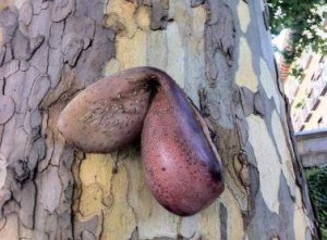 .Una lengua de vaca cosida de alfileres de vudú y colgada de un árbol. .Una lengua de vaca cosida de alfileres de vudú y colgada de un árbol.