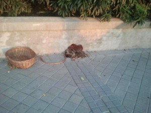 Gallina decapitada en Chamberí. Gallina decapitada en Chamberí.