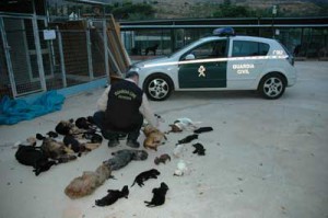 Algunas de las mascotas asesinadas en la "Protectora de los horrores"