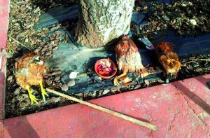 Las aves muertas y el cuenco con restos de sangre, ayer, en el parque de la calle Paco Pierra.