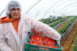 Imagen de una temporera rumana.