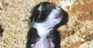 Imagen de uno de los gatos mutilados encontrados en el Cementerio municipal de Salamanca 