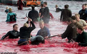 Jóvenes daneses matan a miles de delfines cada año