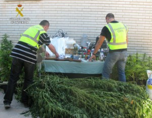 Plantas y efectos confiscados en Bétera. 