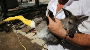 El marsupial atacado se recupera de la agresión en el propio parque.