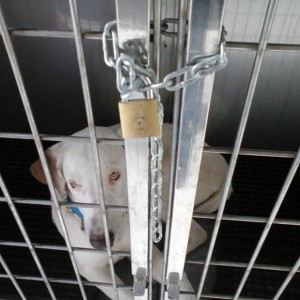 Imagen de ‘Pirata’, la perra de Naomi