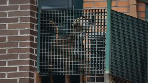 El perro en la terraza del domicilio de Teresa y Javier, sus dueños. 