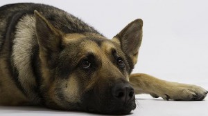 Un pastor alemán descansa pensativo. 