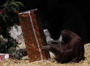 En la imagen de archivo, la orangután Sandra mira dentro de un regalo de Navidad en el zoológico de Buenos Aires.