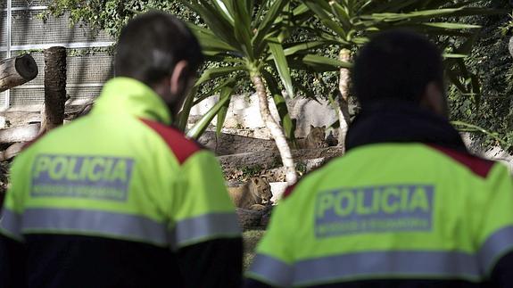 Agentes de Policía observan a los leones.