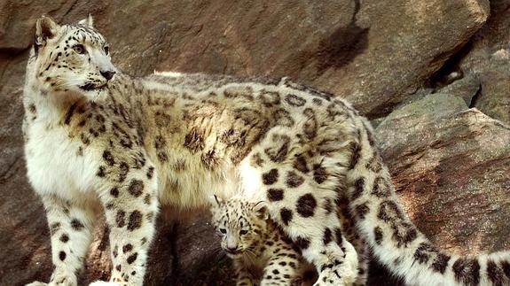 Un ejemplar de leopardo de las nieves, una de las especies más amenazadas, junto a su cría.