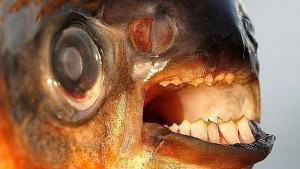 El Pacú es conocido como el pez 'muerde testículos'