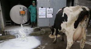 Los ganaderos vierten miles de litros de leche