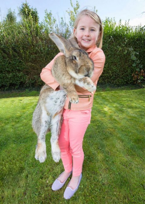 Entre los dos conejos consumen 700 manzanas y 2.000 zanahorias al año