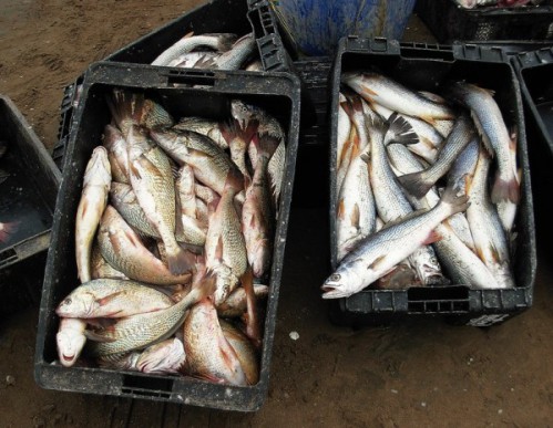 Etiquetas falsas en el pescado en Bruselas