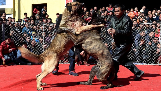 Las peleas de perros son las más comunes en China. A los animales los drogan y los encadenan.