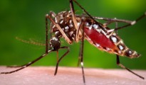 Un mosquito hembra del tipo Aedes Aegypti que transmite el virus Zika.