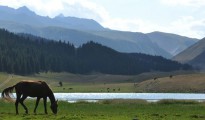 Un caballo junto al lago Kara-Kul, en el valle de Chon-Ak-Suu, en Kirguistán