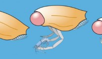 Un crustáceo del Jurásico con ojos que matan