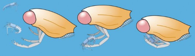 Un crustáceo del Jurásico con ojos que matan