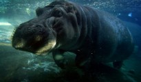 Un hipopótamo nada en el zoológico de San Diego, California, el 13 de enero de 2015