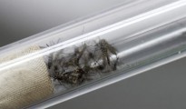 Mosquitos "Aedes aegypti", transmisores del virus del Zika y el dengue.