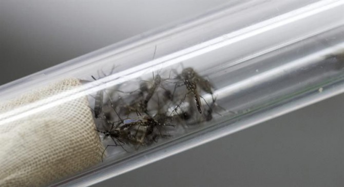 Mosquitos "Aedes aegypti", transmisores del virus del Zika y el dengue. 