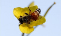 Una abeja en una flor.