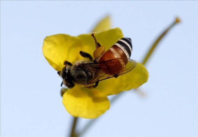 Una abeja en una flor. 
