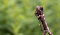 Un camaleón con tres cuernos se agarra a una rama.