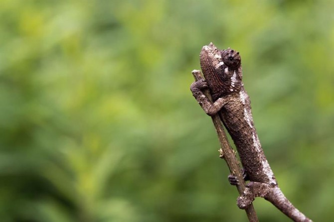 Un camaleón con tres cuernos se agarra a una rama.
