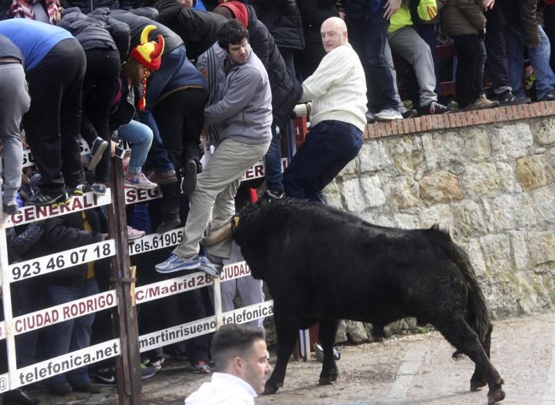Uno de los toros del encierro urbano del Carnaval del Toro de Ciudad Rodrigo (Salamanca) celebrado ayer, con reses de la ganadería de Badajoz de Luis Terrón, acorrala contra las talaqueras a uno de los mozos.