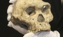 Investigadores de la Universidad de Barcelona (UB) han encontrado evidencias de la posible entrada de homínidos en Europa por el sur de la Península Ibérica hace entre 900.000 y 850.000 años.