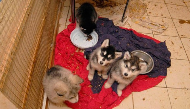 Algunos de los perros encontrados en el sótano