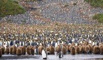 Miles de pingüinos resposando tranquilos en la Antártida