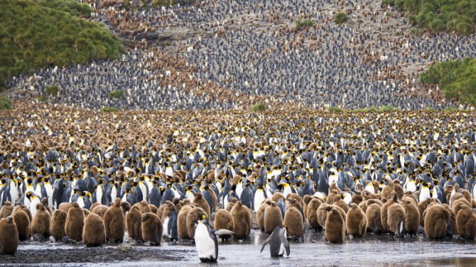Miles de pingüinos resposando tranquilos en la Antártida