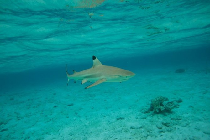 Un tiburón de puntas negras el 3 de diciembre 2015 en la isla de Bora Bora