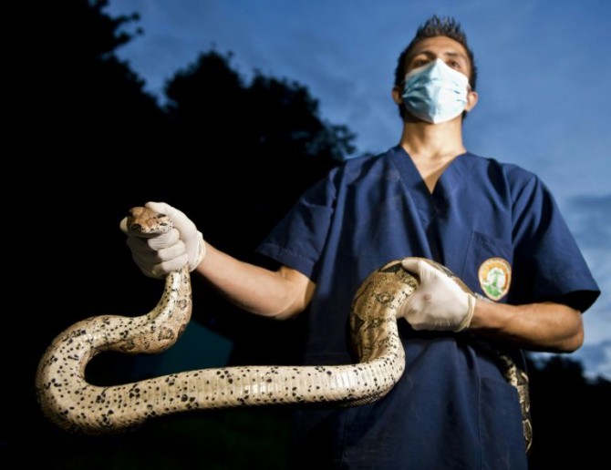 Boa constrictor en Colombia