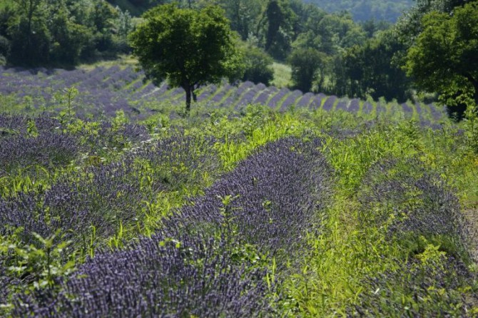 Campo de lavandas en la localidad francesa de Chamaloc, en el sureste de Francia
