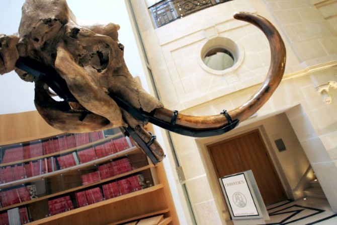 Esqueleto de mamut siberiano previo a una subasta el 20 de marzo de 2007 en París