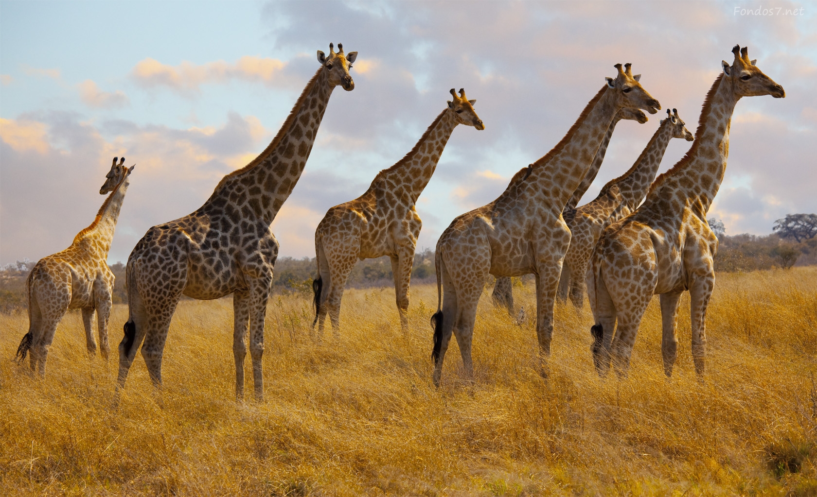 Жираф африканское животное. Жираф саванны Африки. Стадо Жирафов. Жирафы в саванне. Жирафы в Африке.