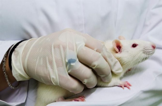 Una investigadora sostiene a un ratón de laboratorio. 