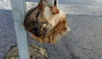 Fotografía facilitada por la Asociación de Vigilantes de Seguridad Privada de Asturias (Avispa) de la cabeza decapitada de un lobo que ha sido hallada colgada de una señal de tráfico en la localidad de La Doriga, concejo de Salas.