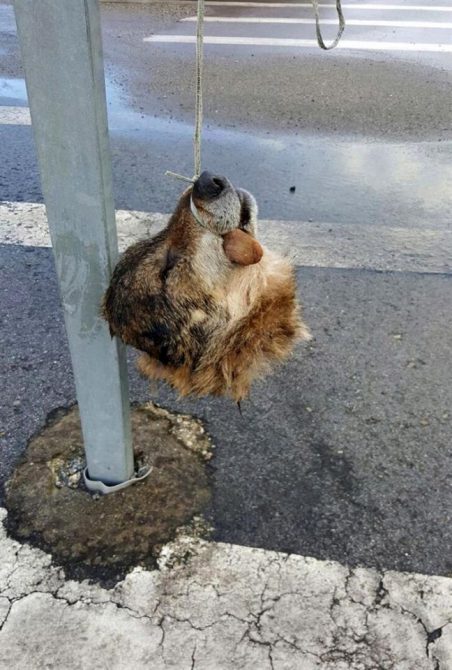 Fotografía facilitada por la Asociación de Vigilantes de Seguridad Privada de Asturias (Avispa) de la cabeza decapitada de un lobo que ha sido hallada colgada de una señal de tráfico en la localidad de La Doriga, concejo de Salas.